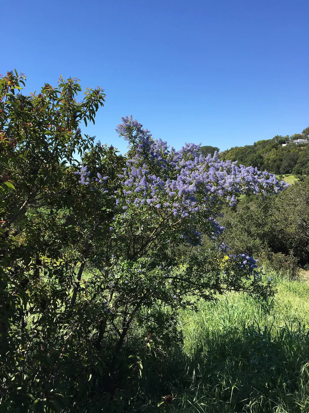 Ceanothus (California Lilac)