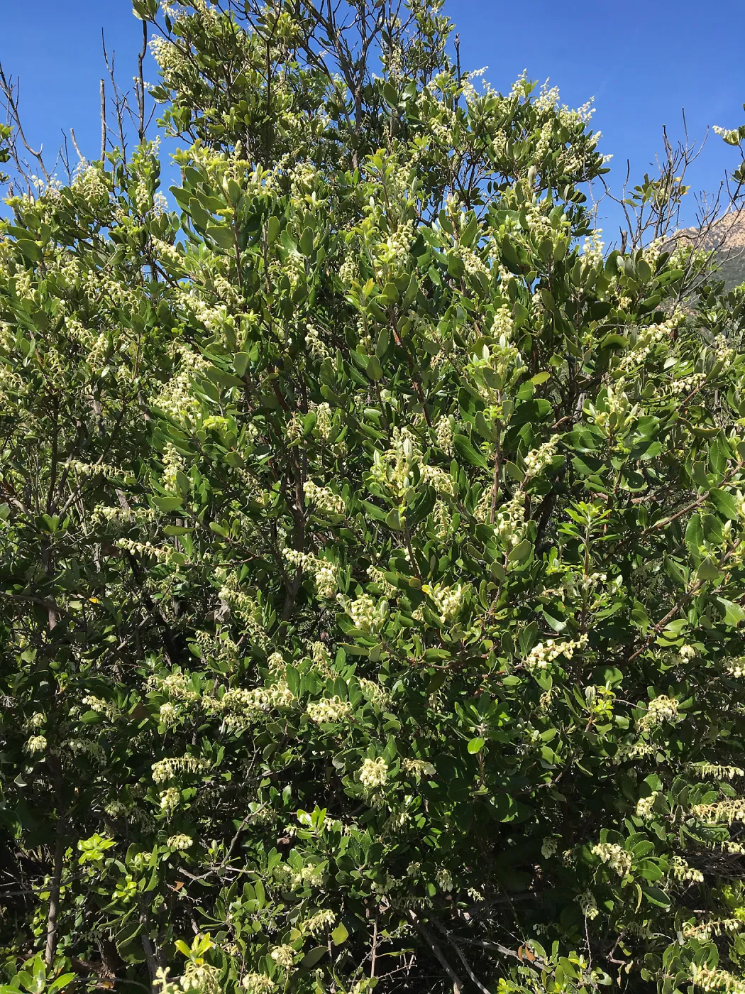 Comarostaphylos diversifolia