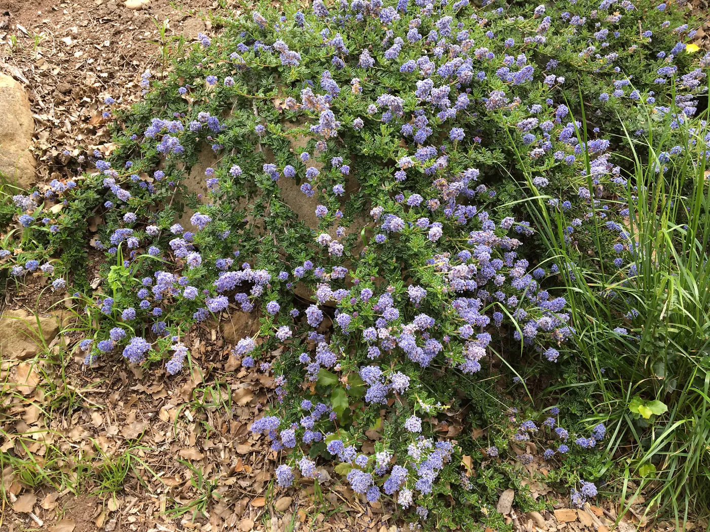 Ceanothus â€˜Joyce Coulter'