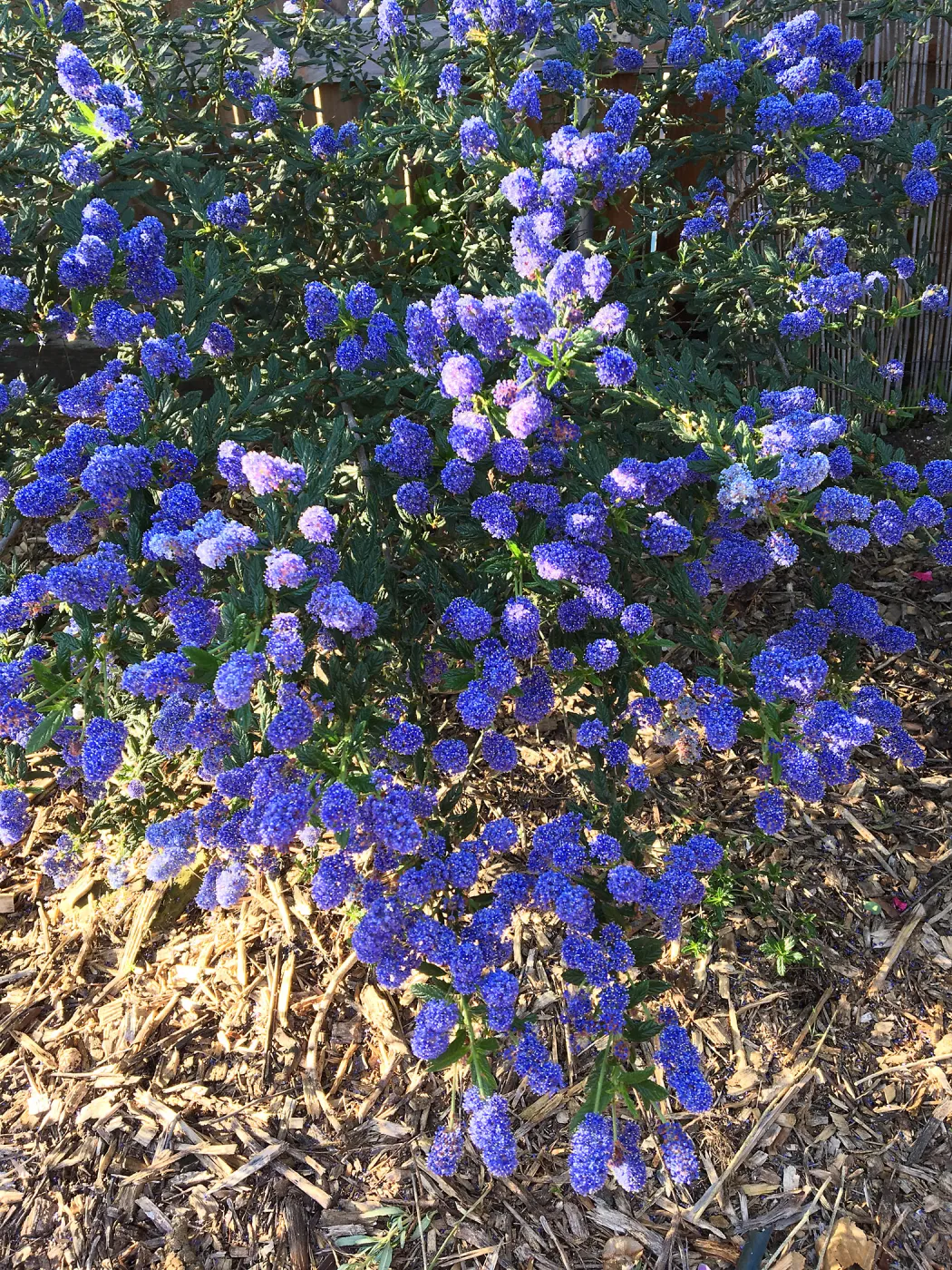 Ceanothus â€˜Concha'