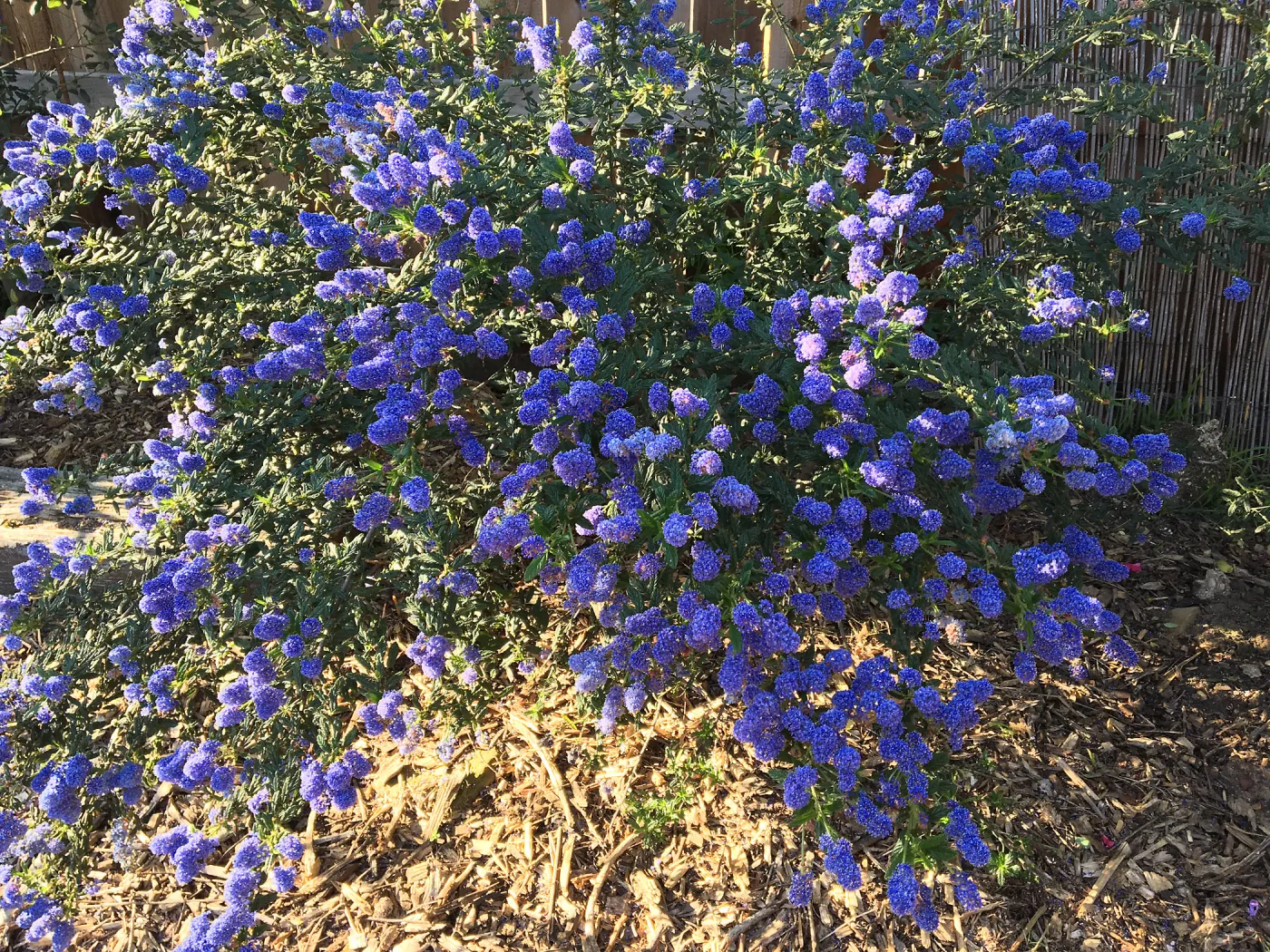 Ceanothus â€˜Concha'