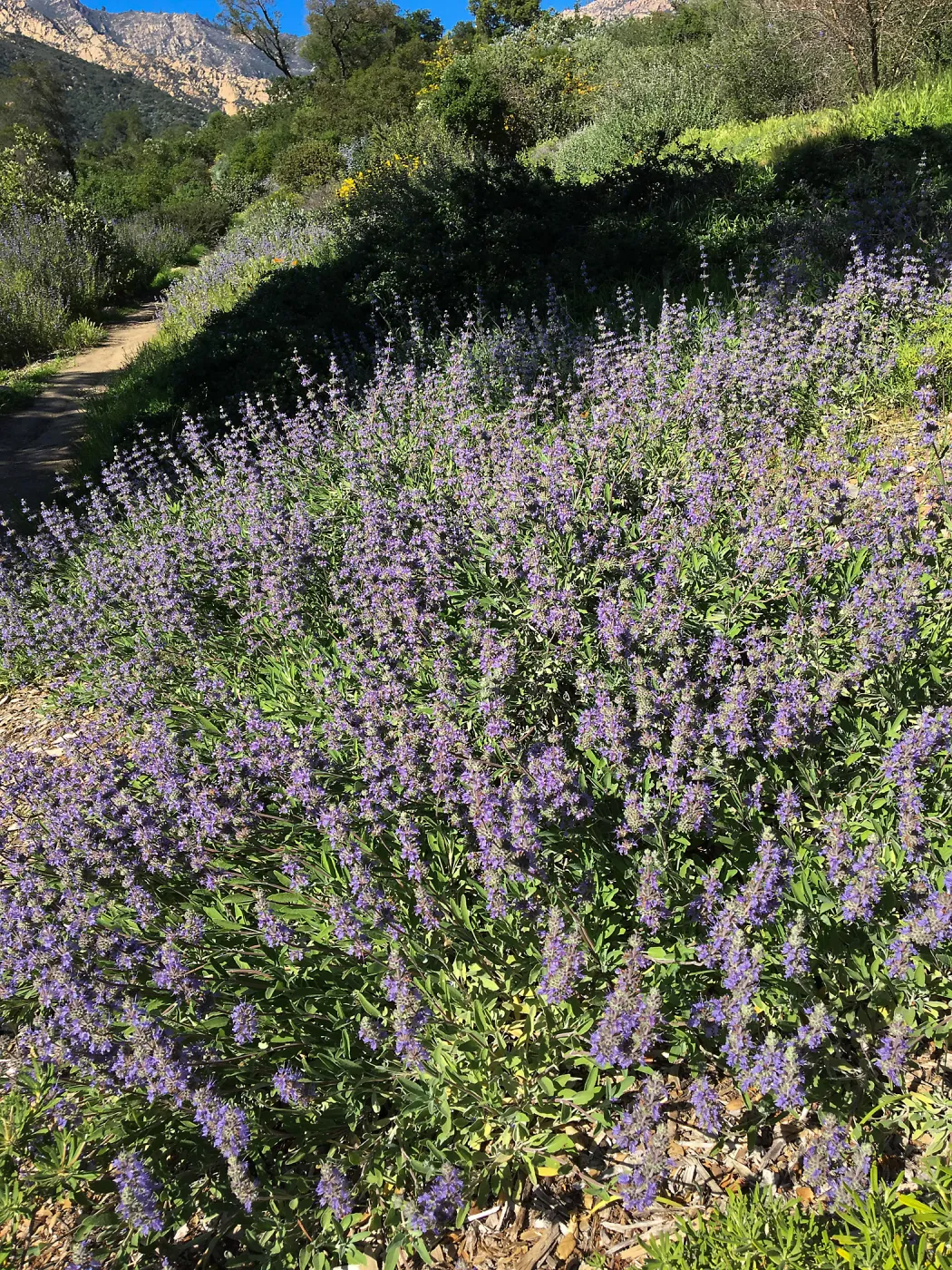 Salvia â€˜Bees Bliss', Porter Trail