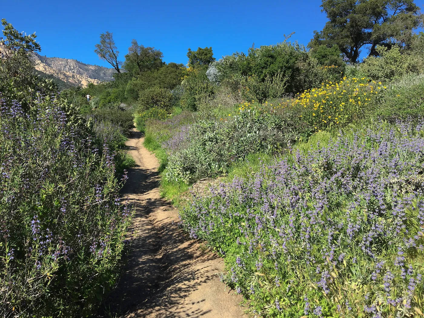 Salvia â€˜Bees Bliss', Porter Trail
