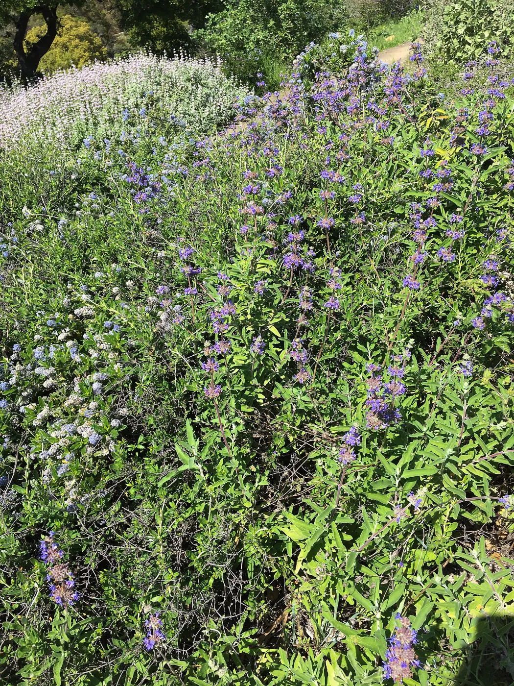 Salvia (sage)and Ceanothus (California Lilac), Porter Trail