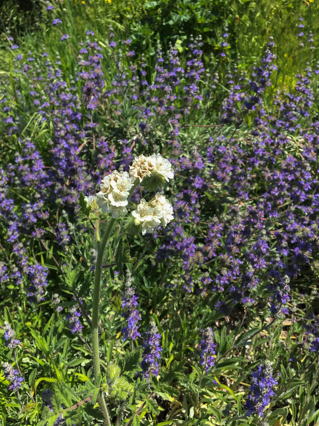 Salvia â€˜Bees Bliss' and Phacelia, Porter Trail