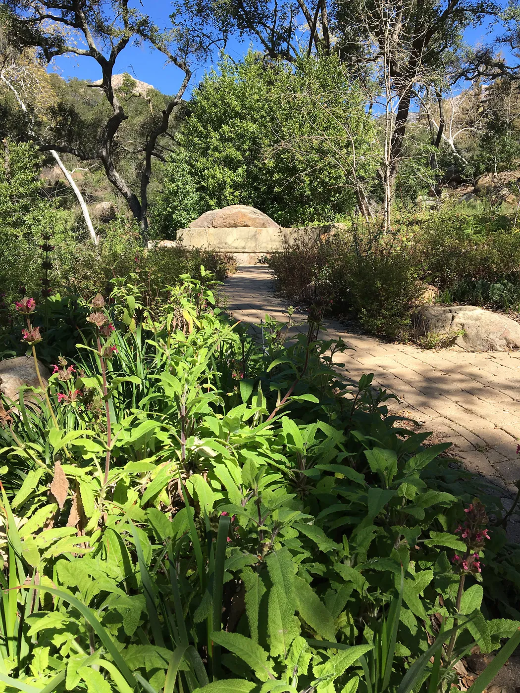 Campbell Bench, Salvia (Sage) spathacea