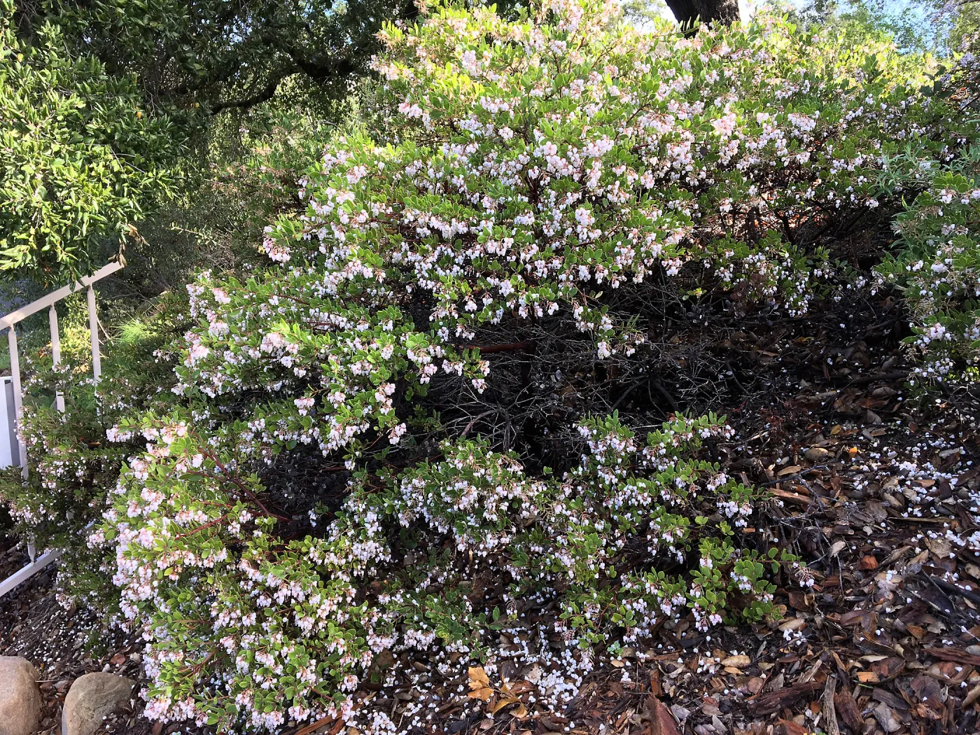 Arctostaphylos â€˜Ken Taylor' above Mission Canyon Road crosswalk