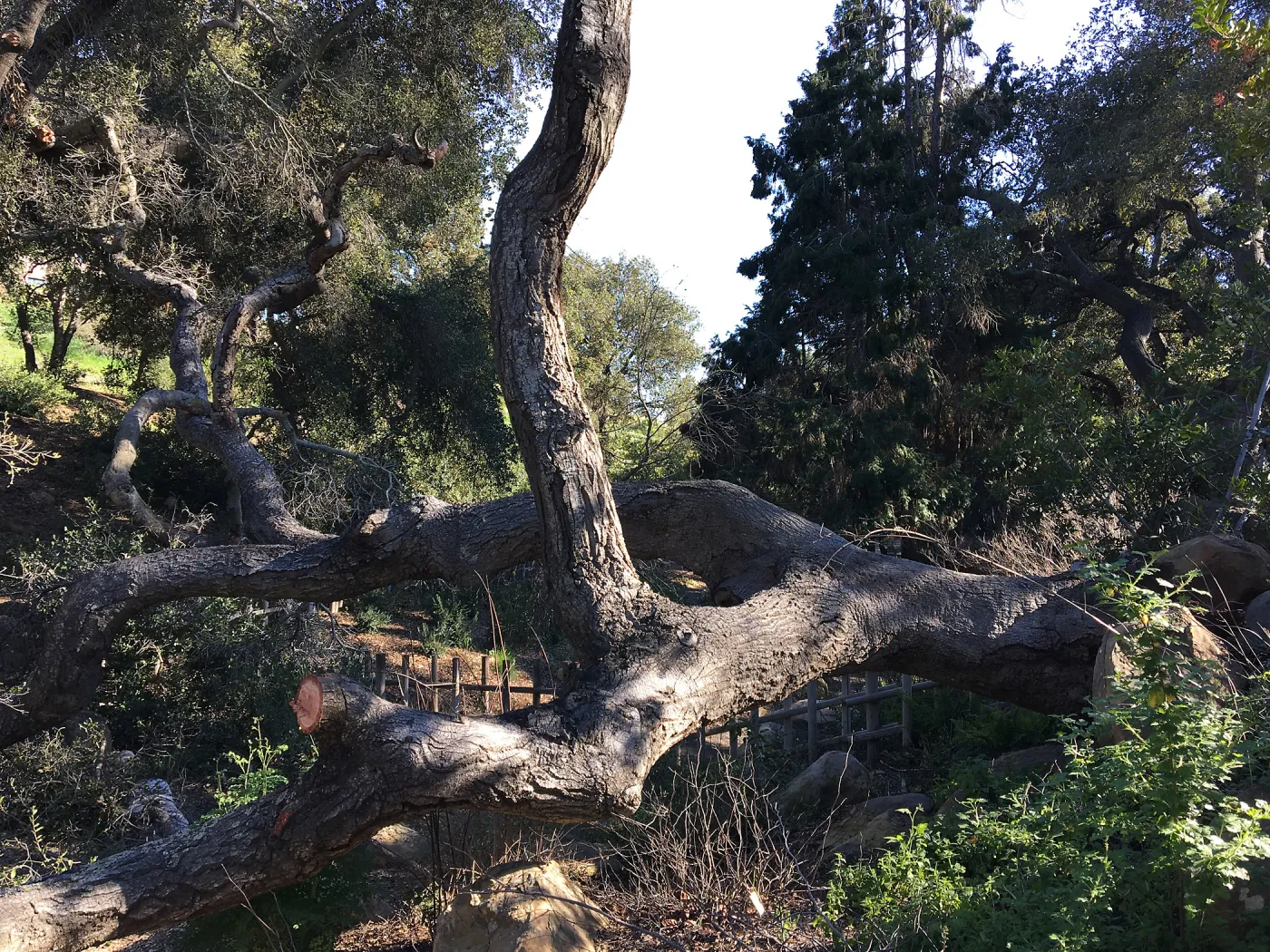 Fallen oak (Coastal Live Oak) by Teahouse