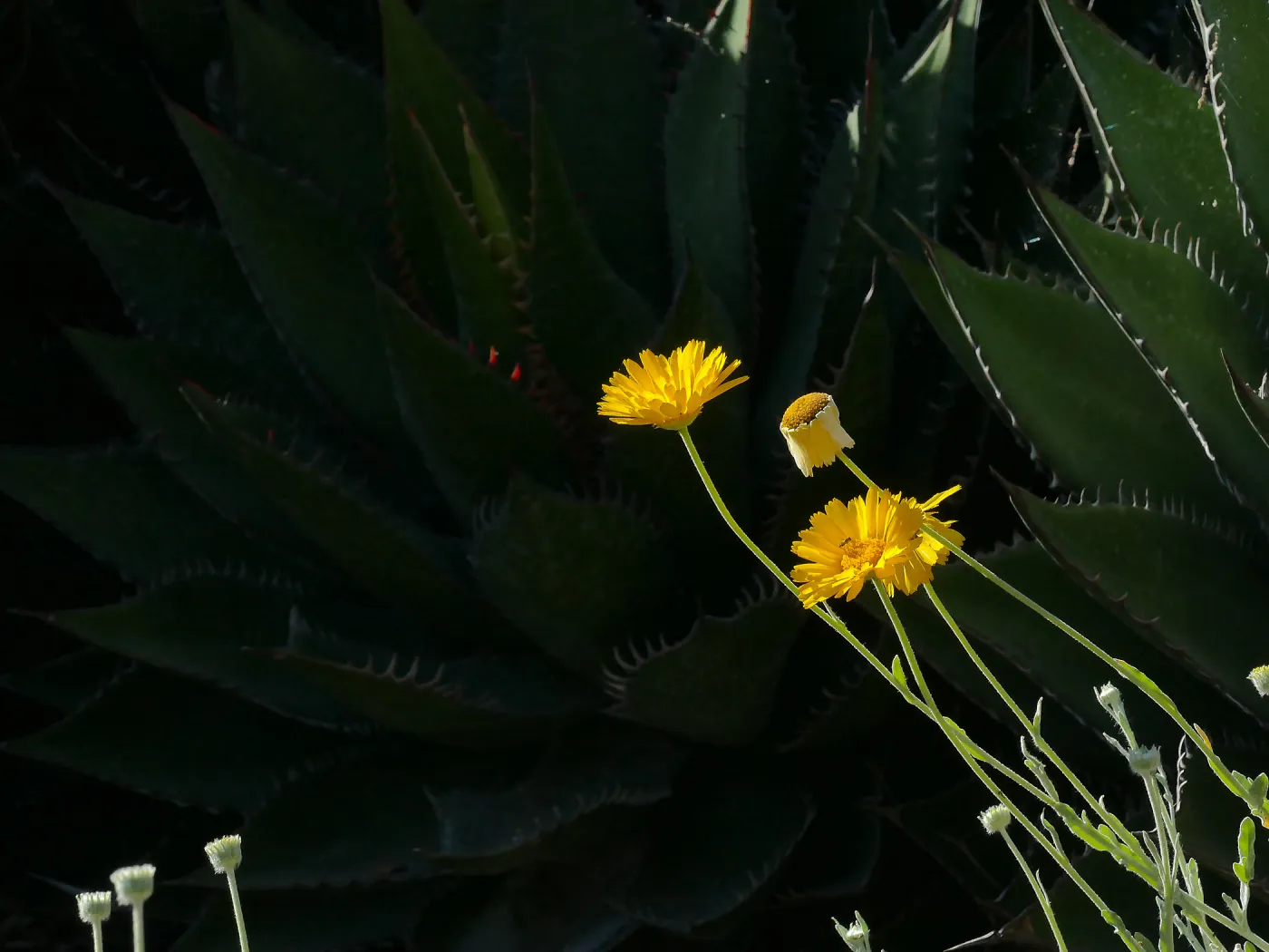 Desert Marigold