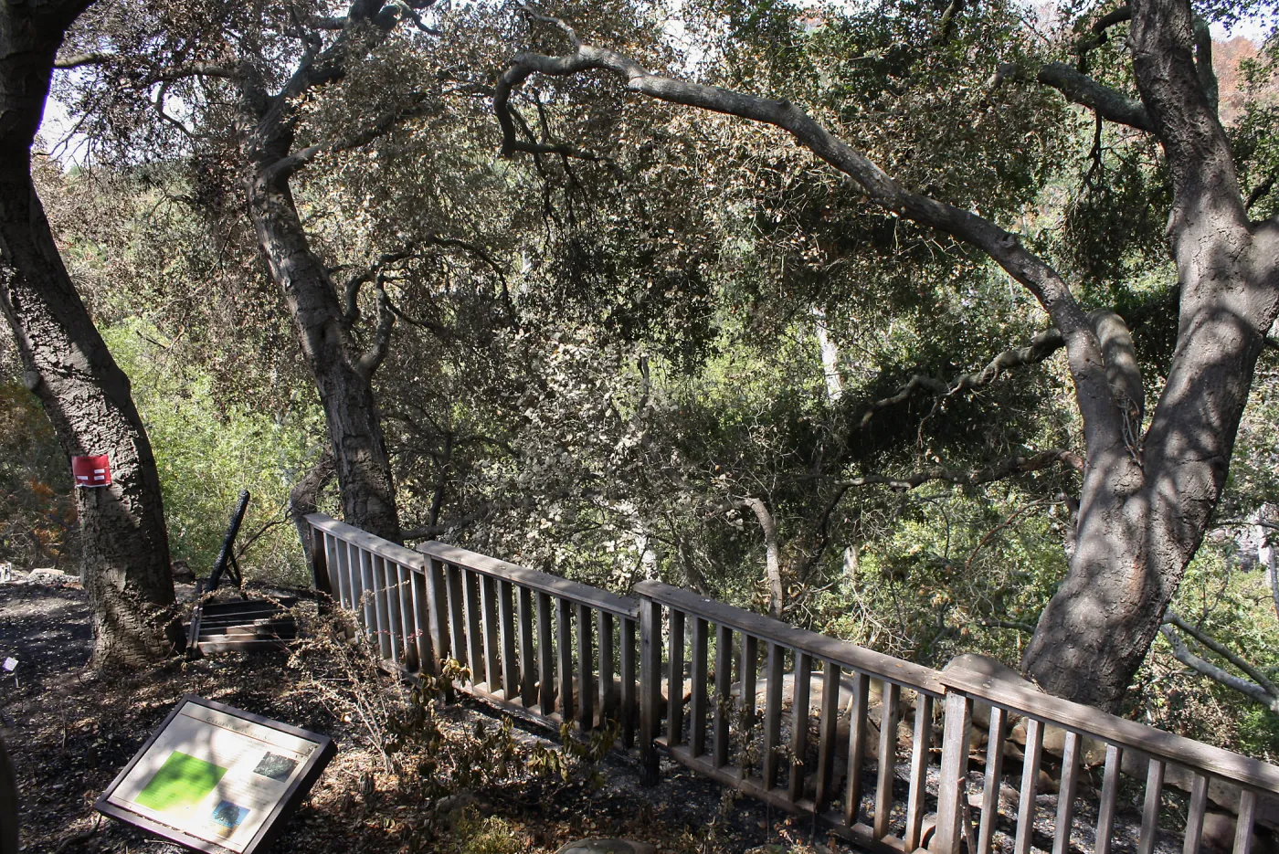 West side of Home Demonstration Garden afterJesusita Fire
