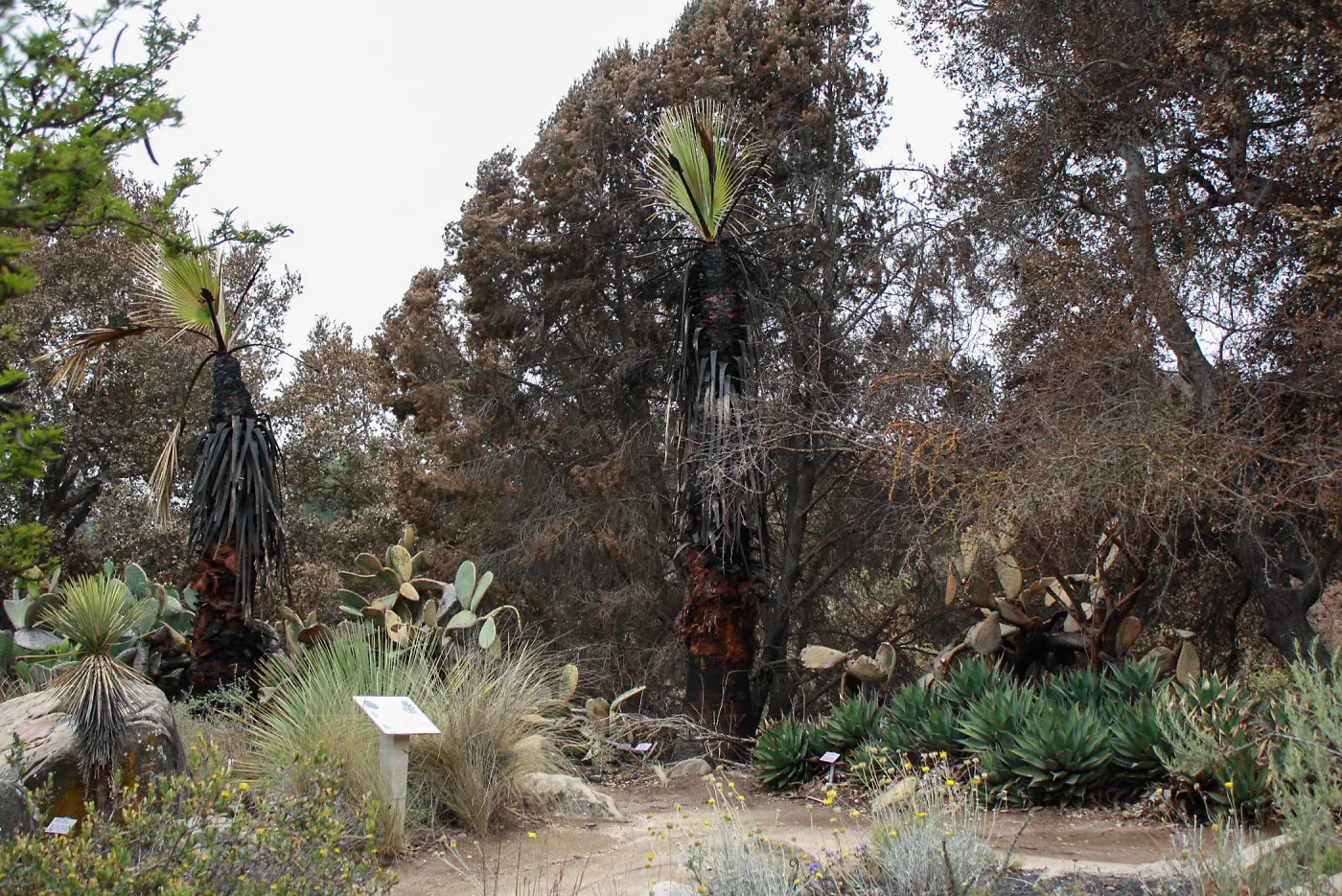 Desert Section after Jesusita Fire