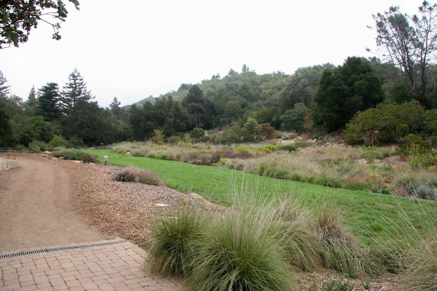 Meadow