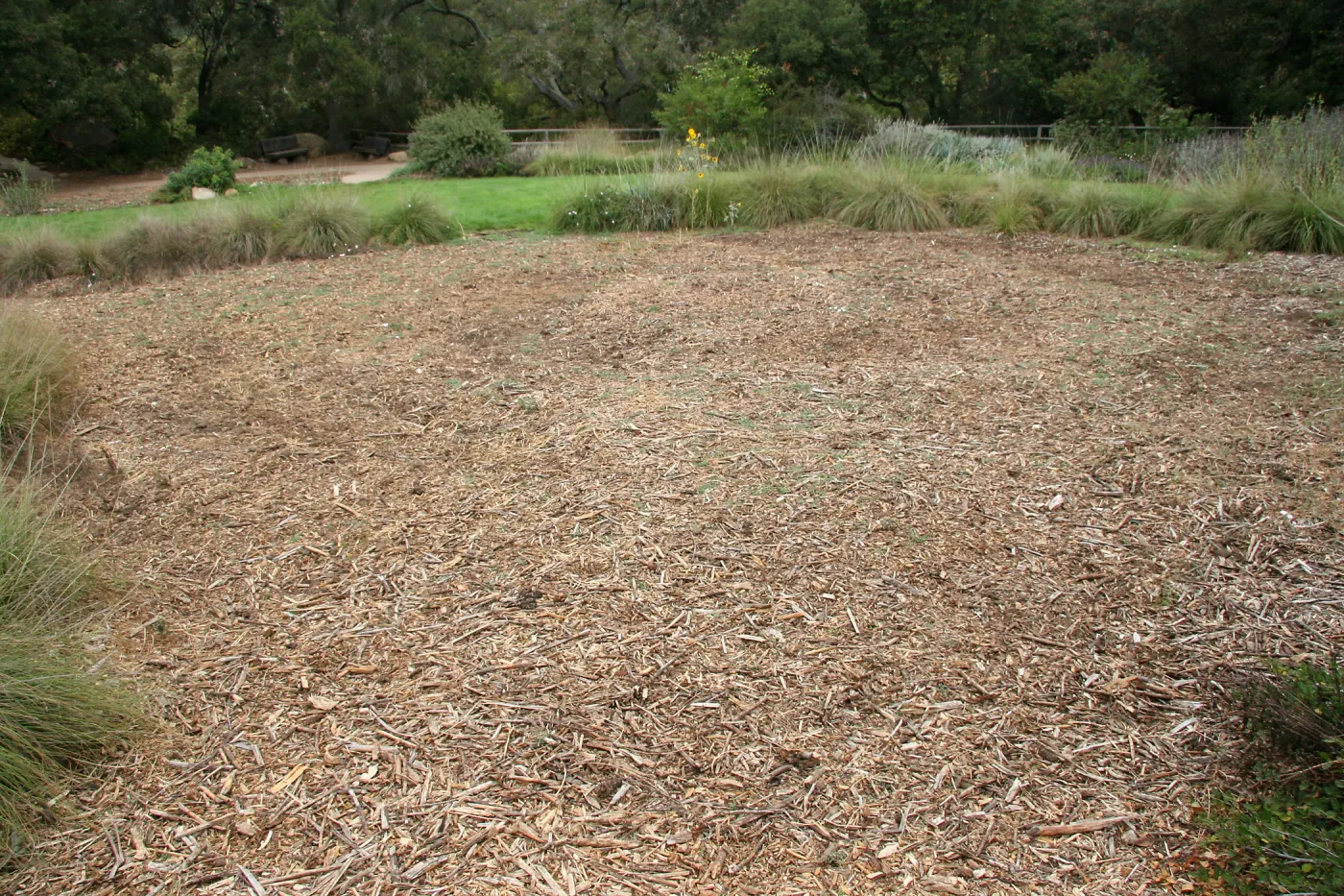 mulched area near top of Meadow