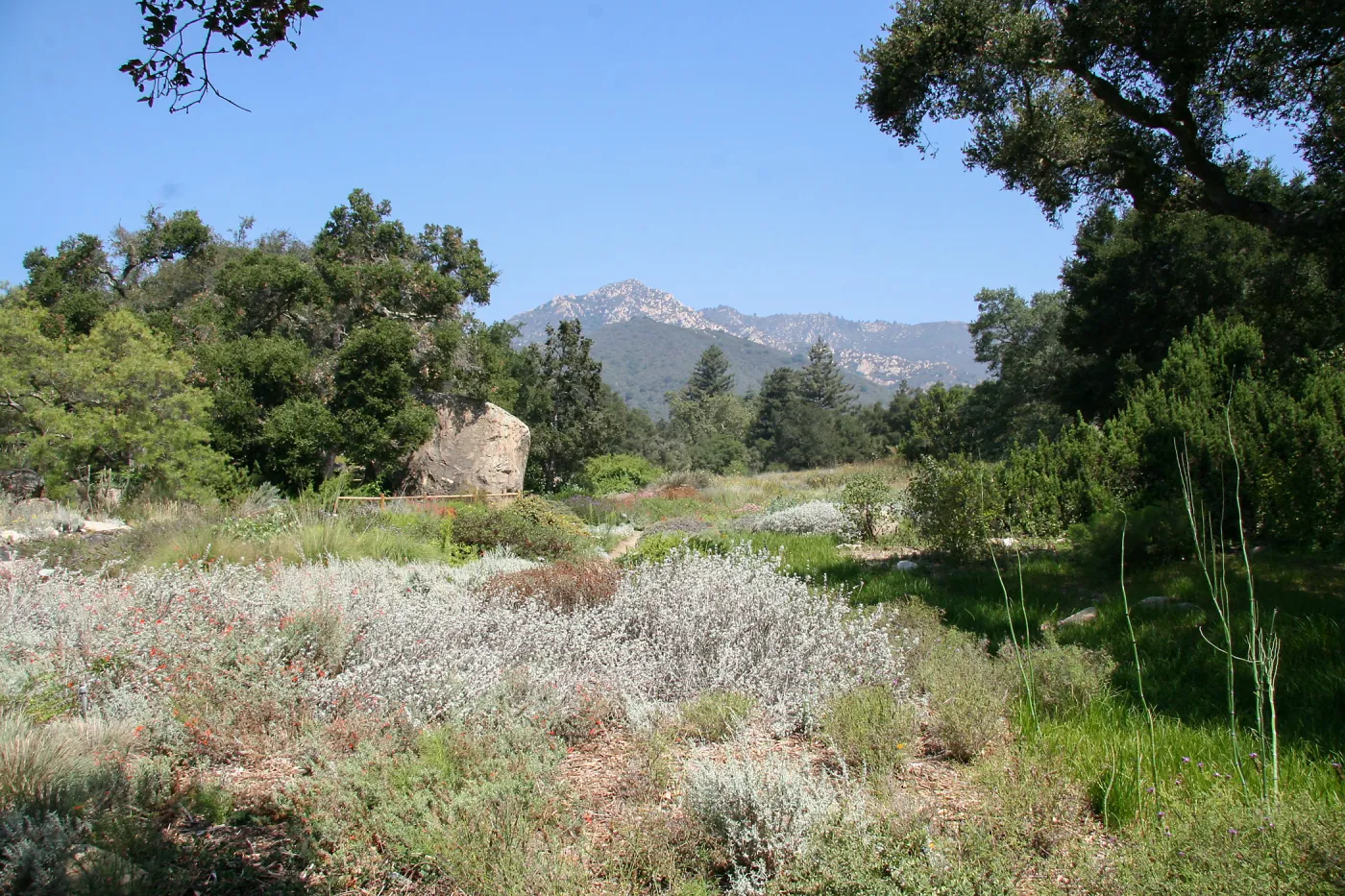 Groundcover Section and Meadow