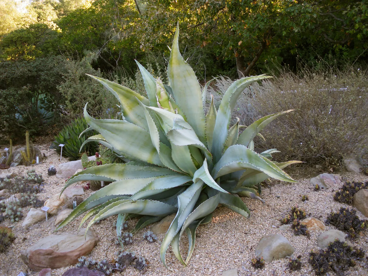 Mescal Pardo-Agave sobria in the Dudleya Display