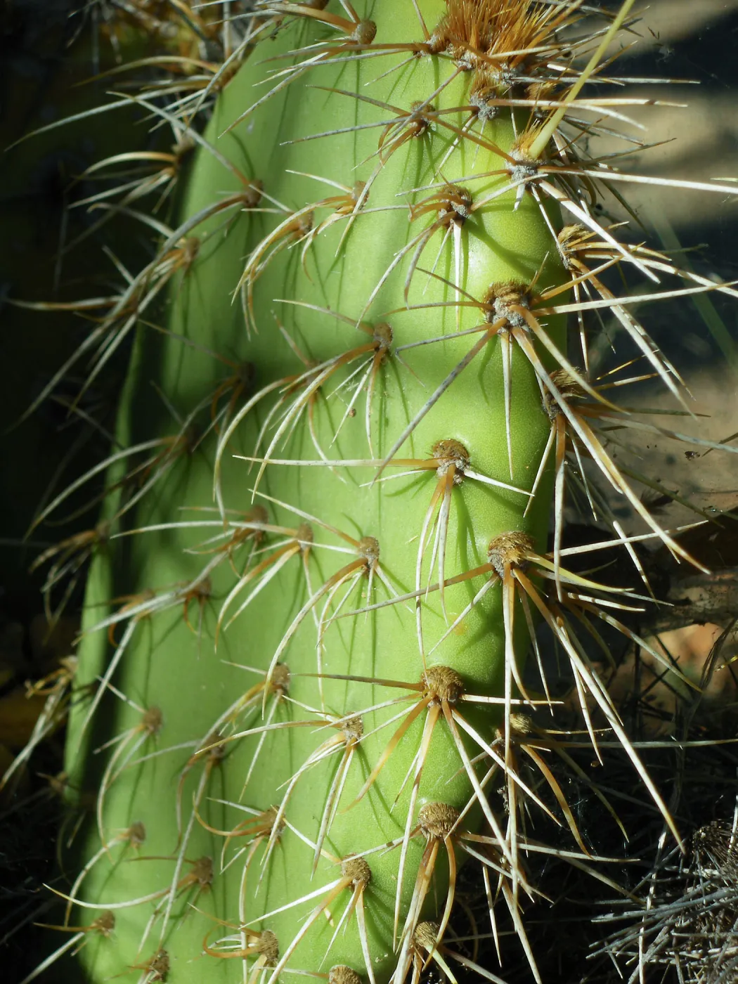 Opuntia (Prickly-pear) in Desert Section