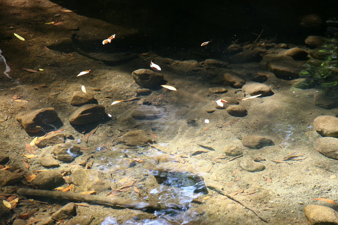 Leaves floating in Mission Creek