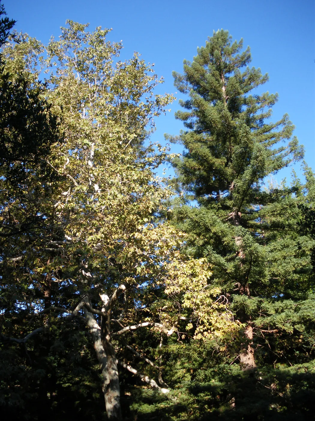 Sycamore and Coast Redwood, Redwood Section