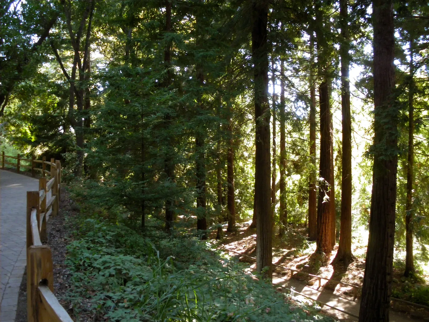 Redwood Section