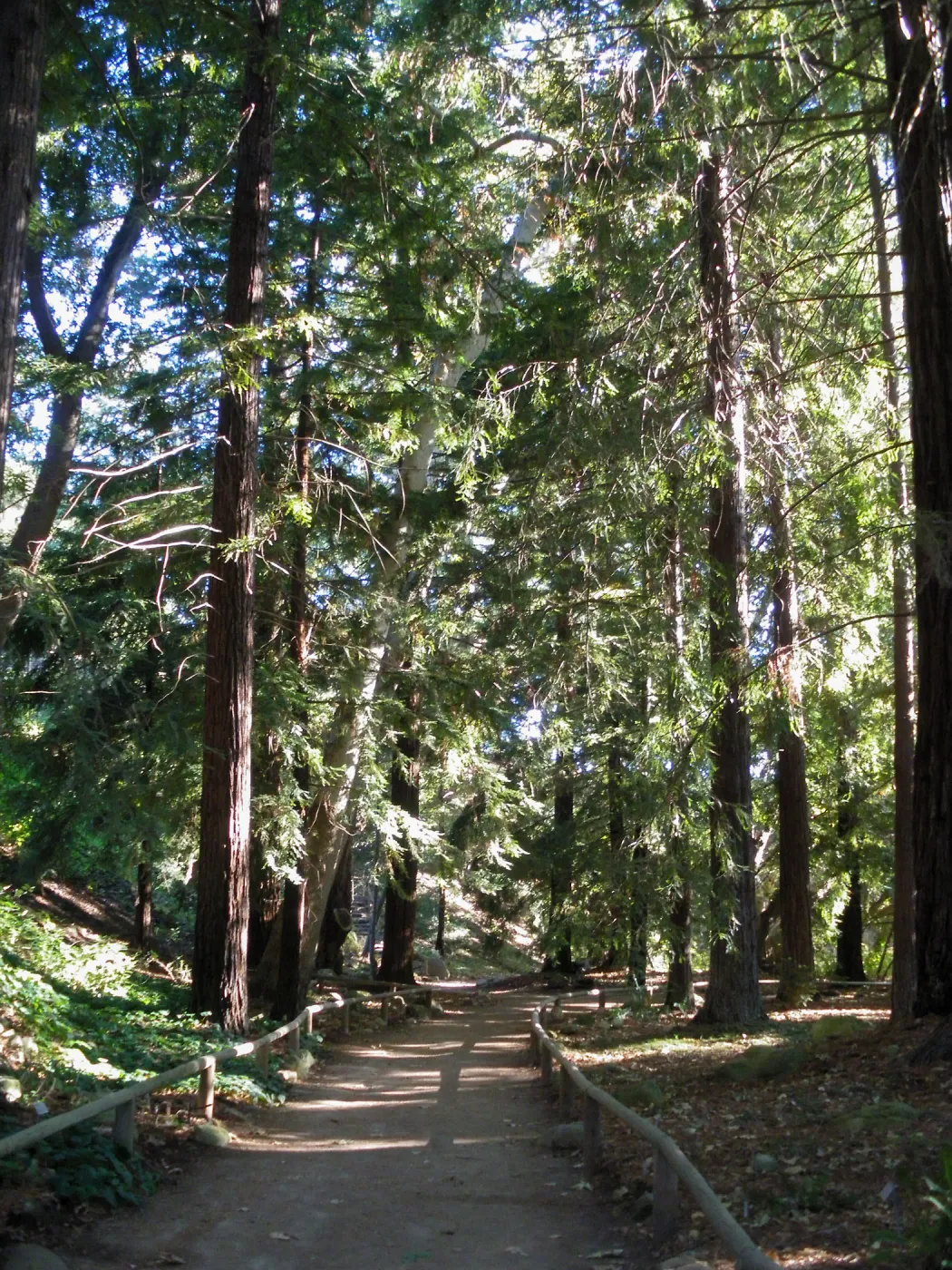 Redwood Section