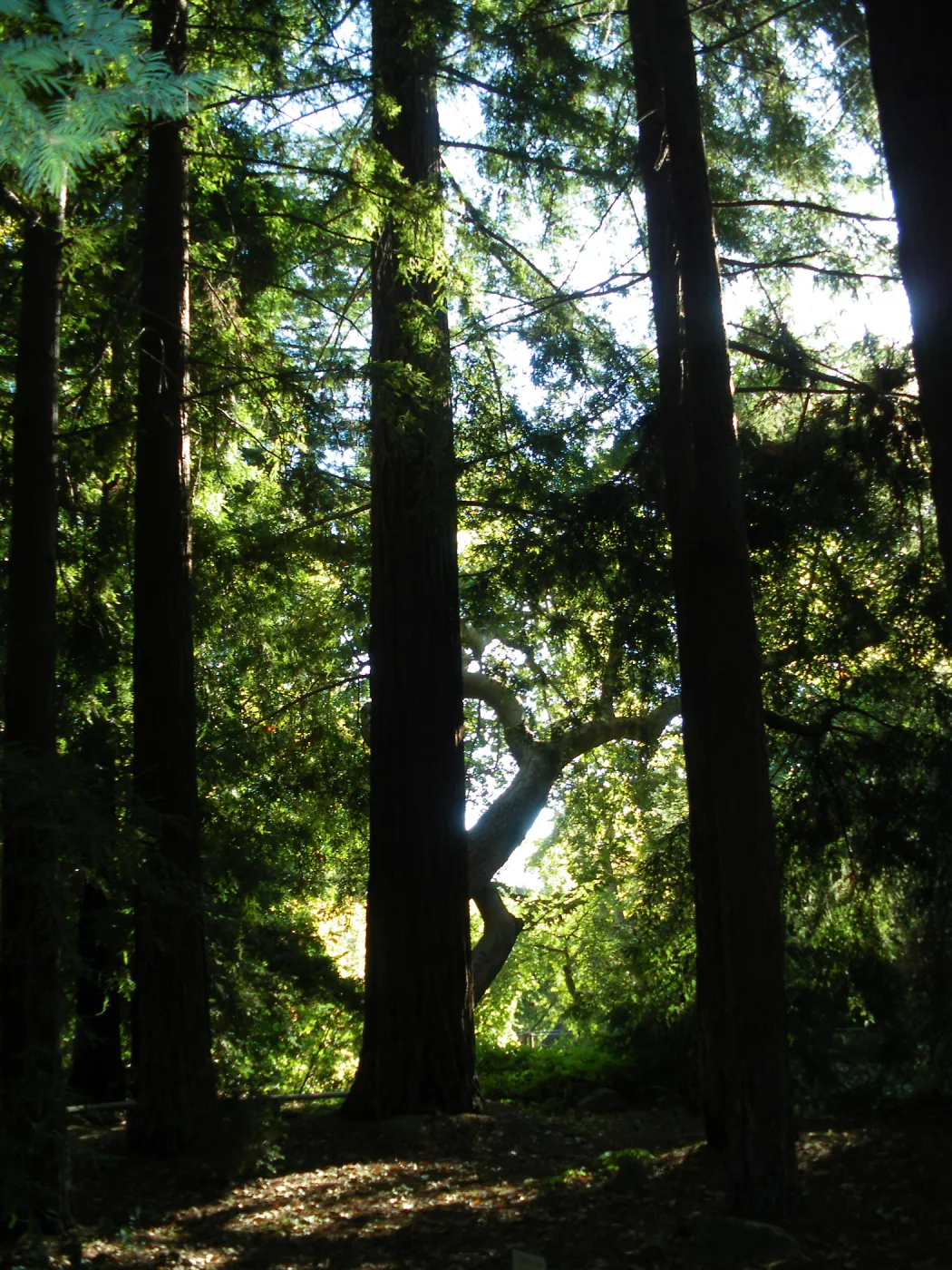 Redwood Section