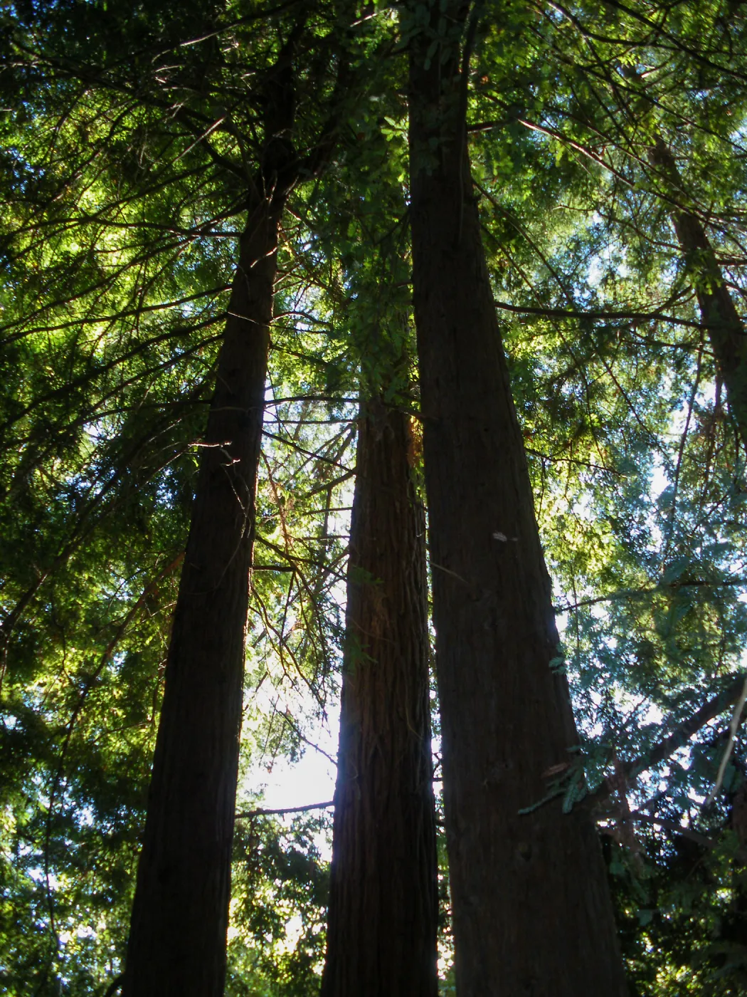Redwood Section