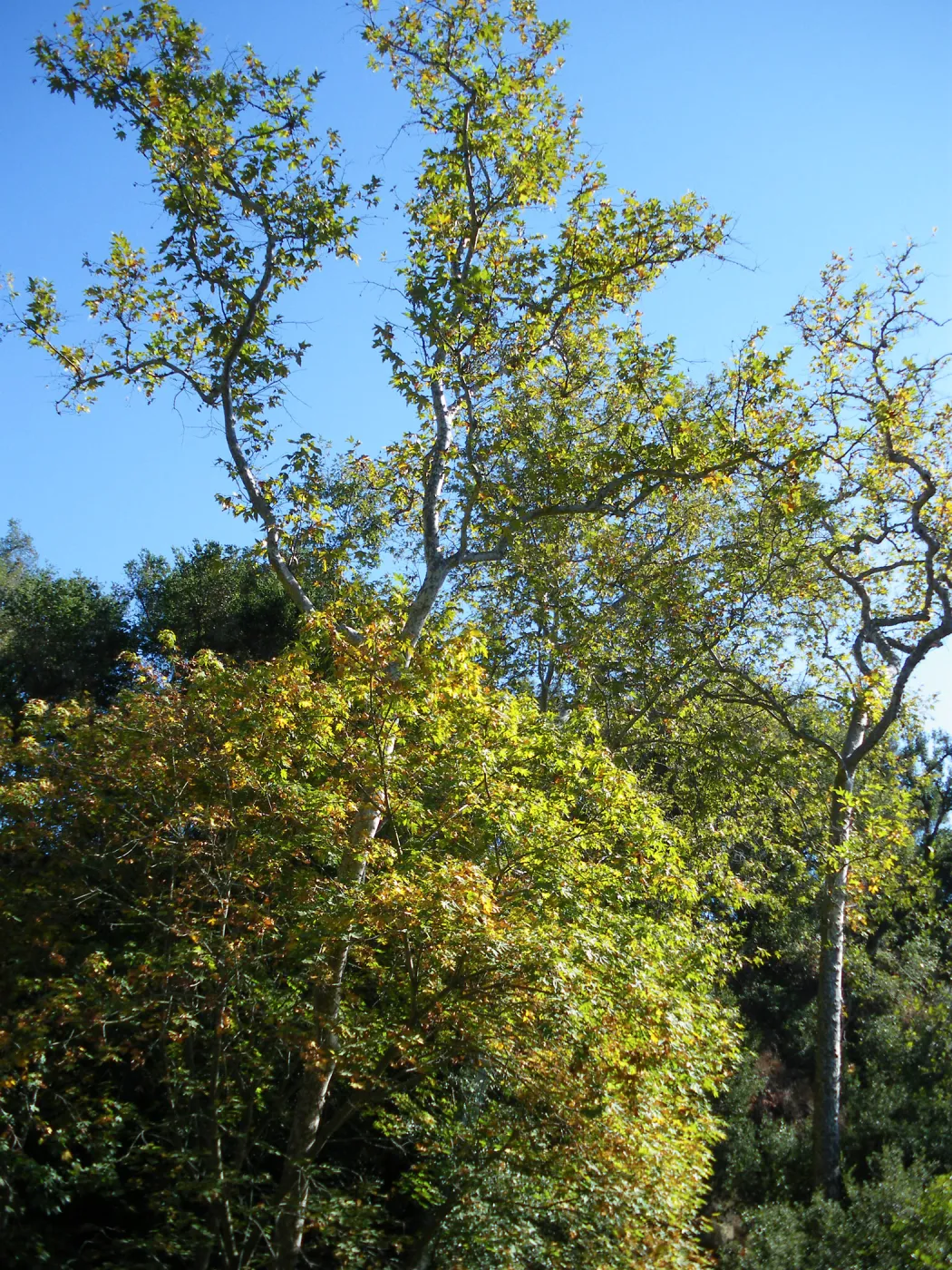 Sycamore in Canyon