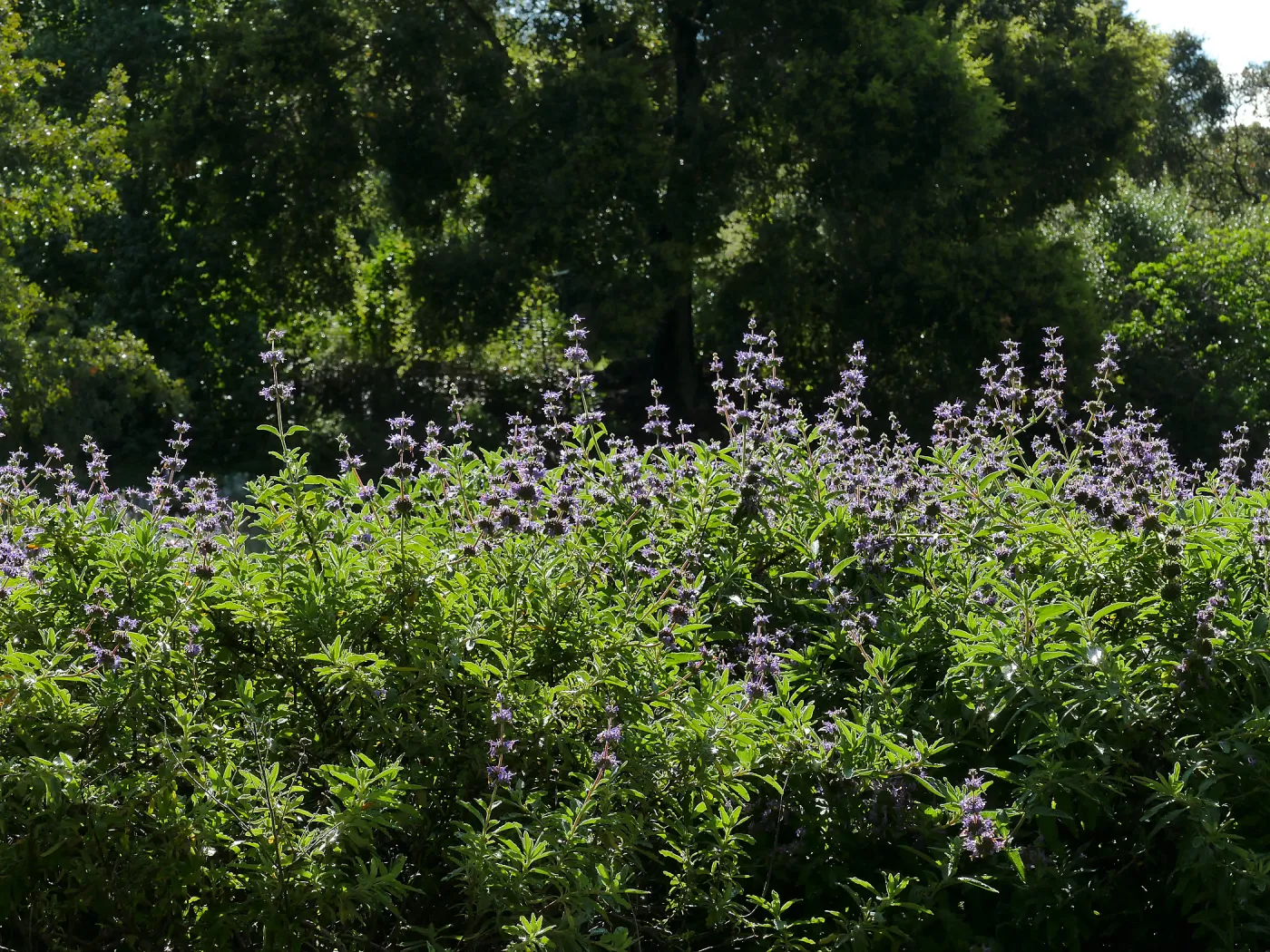 Salvia (sage) in the Meadow