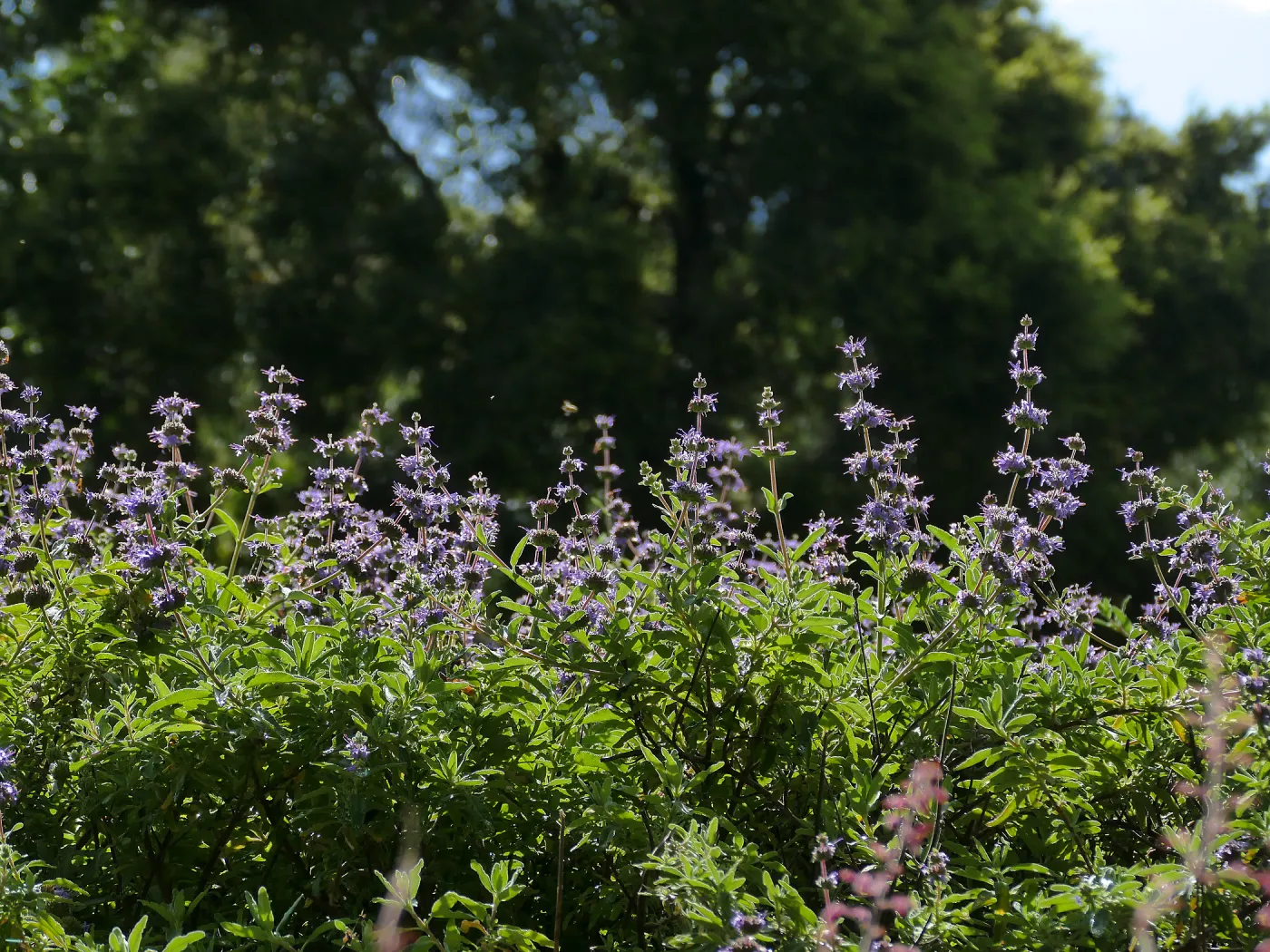 Salvia (sage) in the Meadow