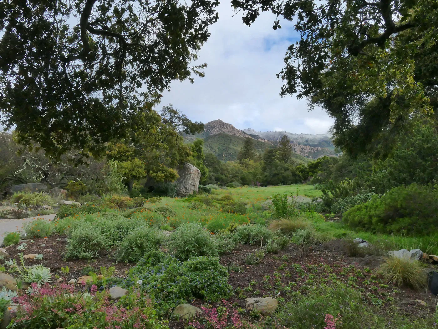 Ground Cover Display with snow-dusted mountains