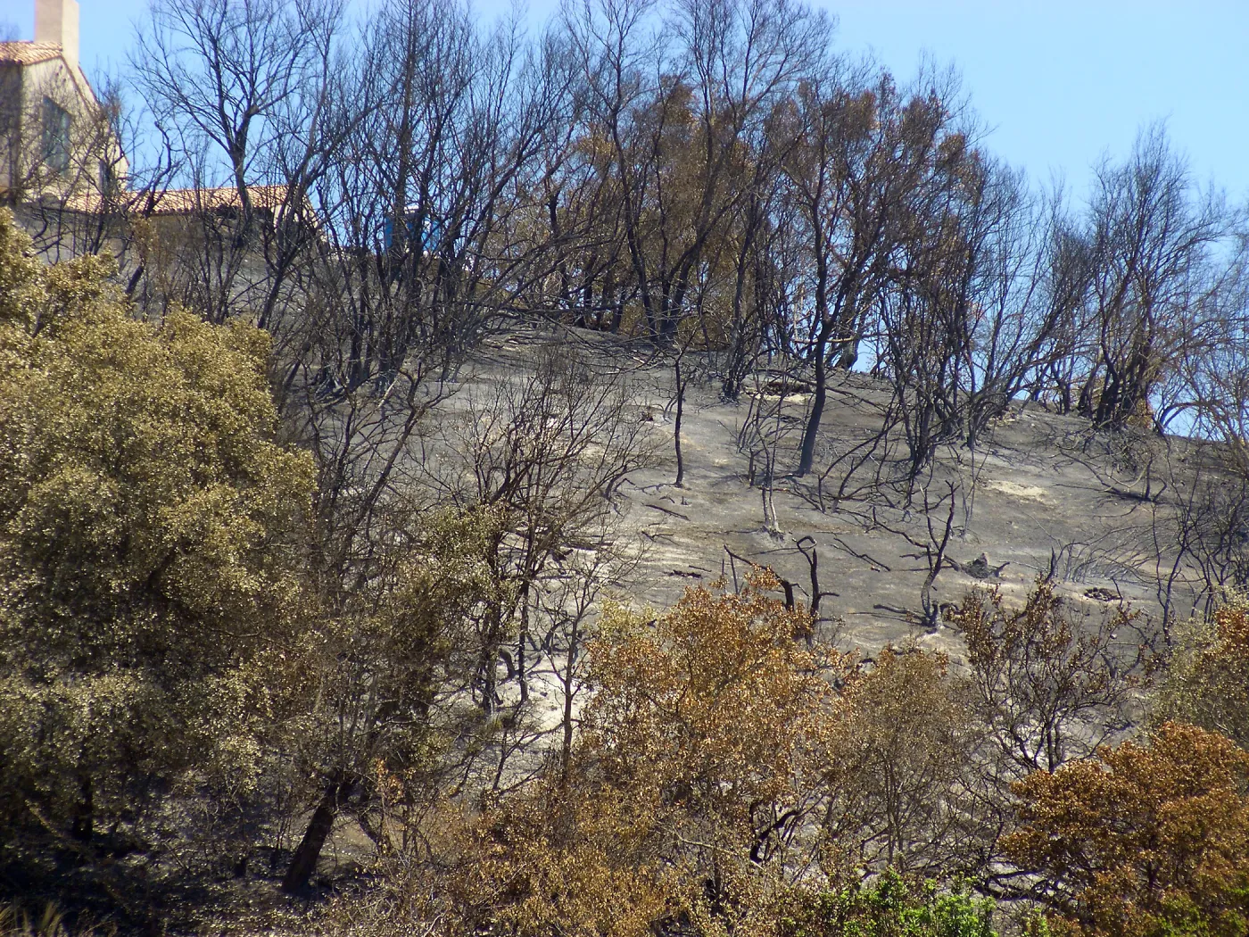 Burned hillside across Mission Canyon Road from Meadow after Jesusita Fire