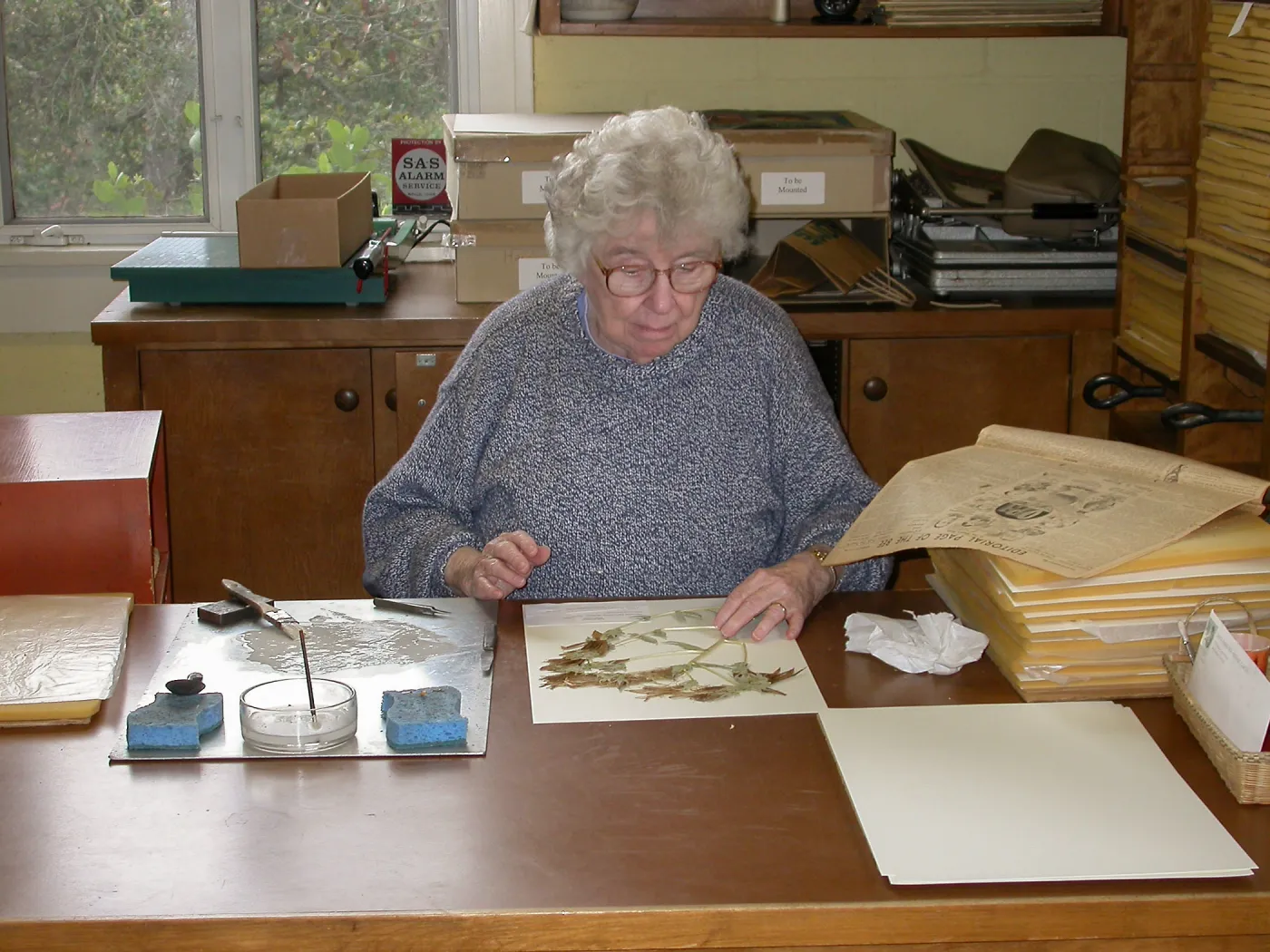 Jean Hobson at work in the herbarium