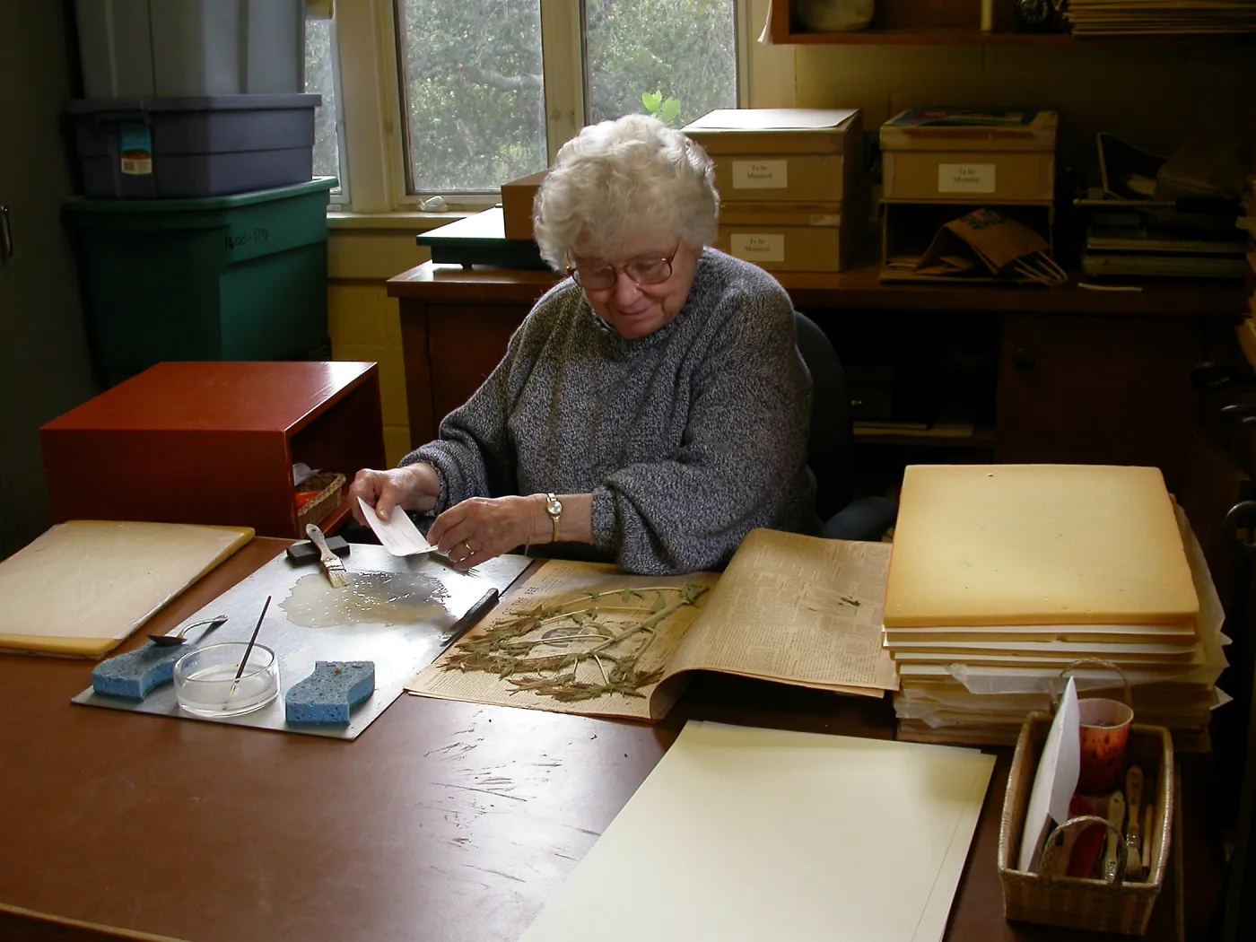 Jean Hobson at work in the herbarium