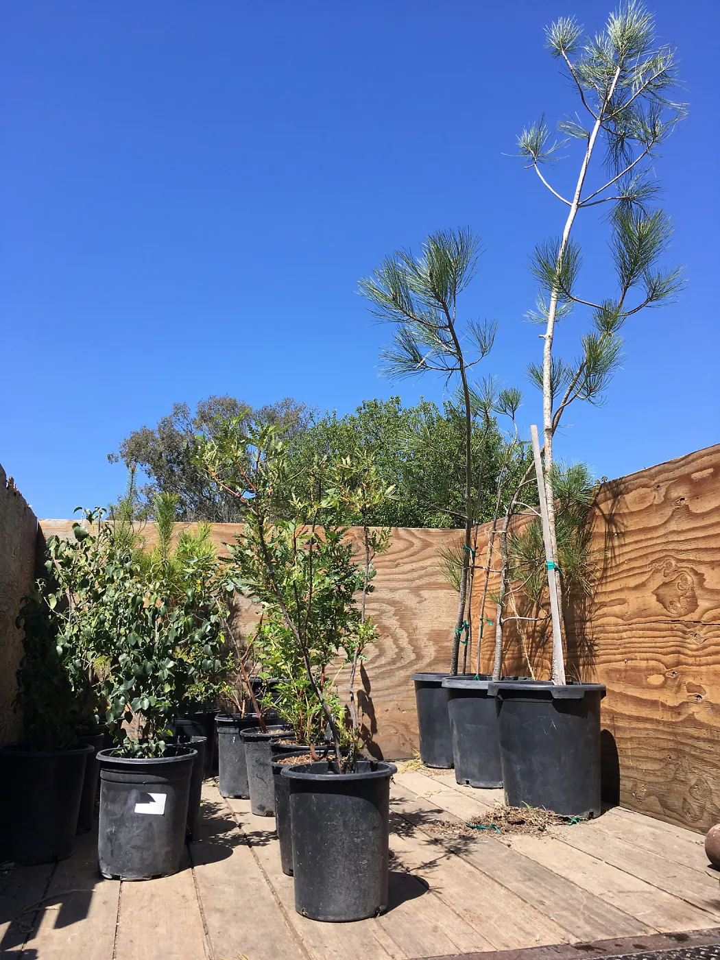 Earth Day Planting Project, Refugio State Beach