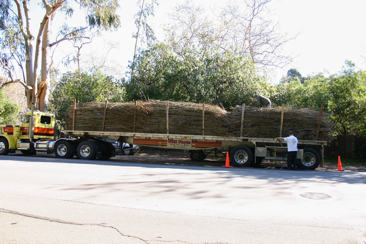 Toad Hall construction, delivery of saplings