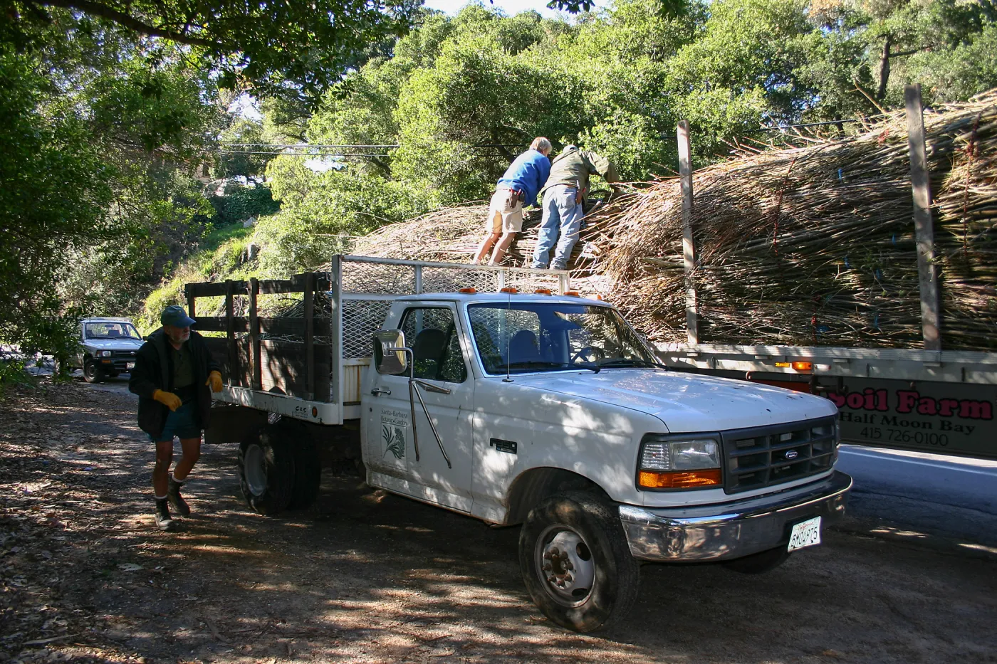 Toad Hall construction, delivery of saplings