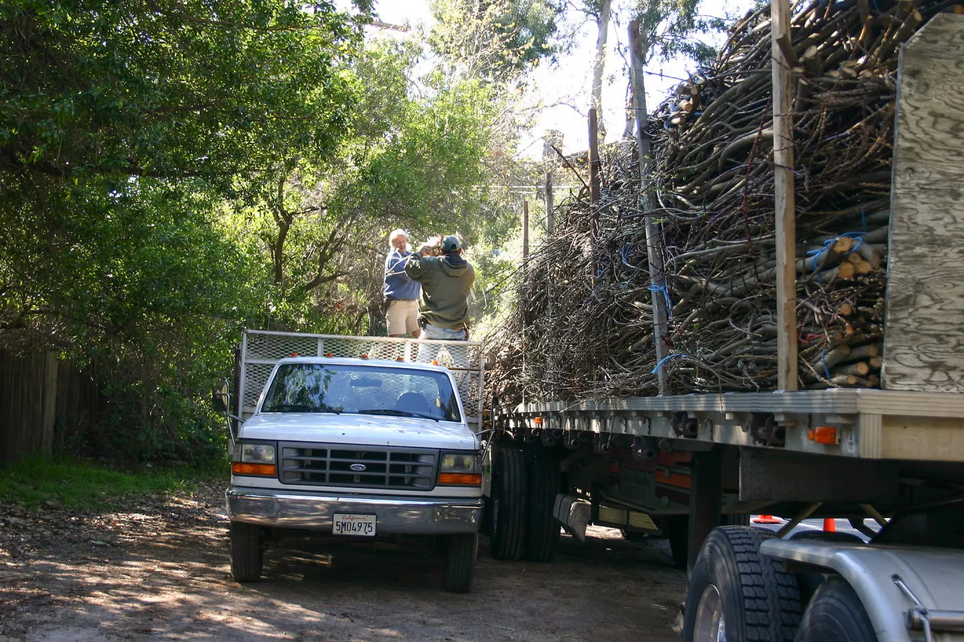 Toad Hall construction, delivery of saplings