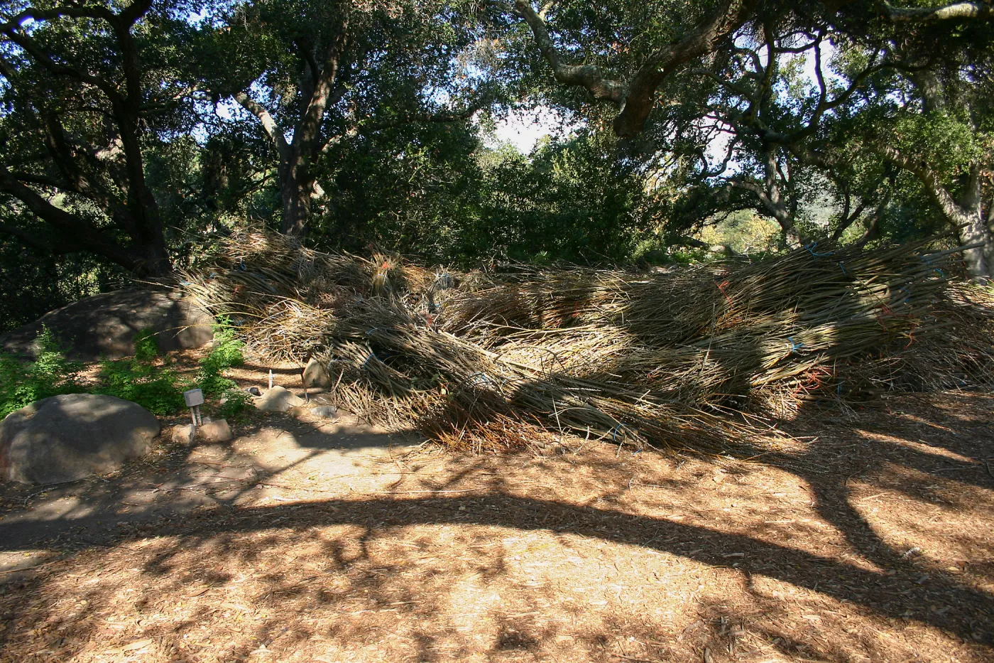Toad Hall Construction, saplings stored at Meadow Oaks