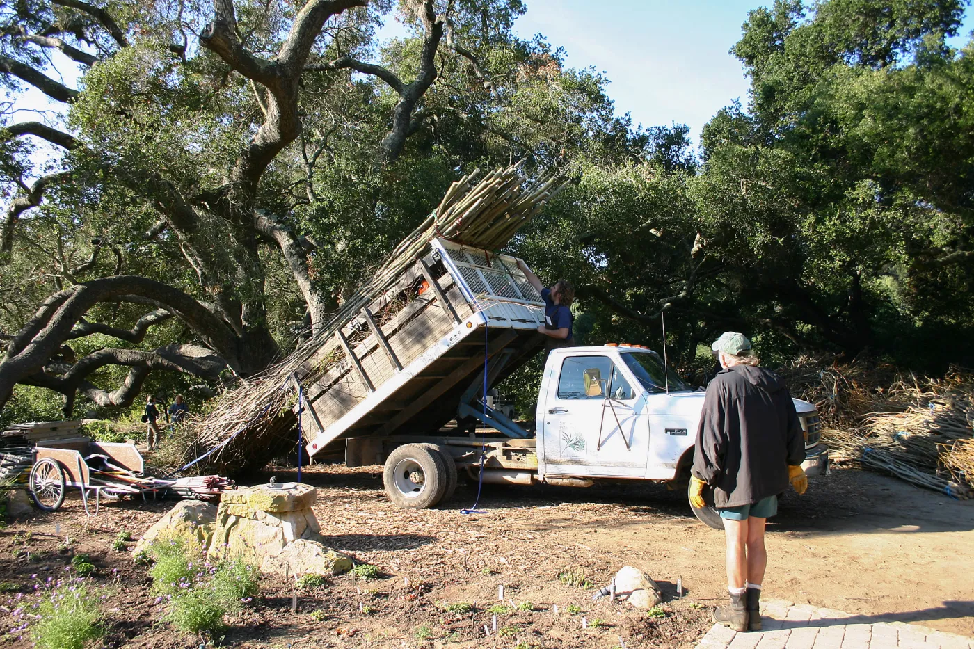Toad Hall Construction, delivering saplings
