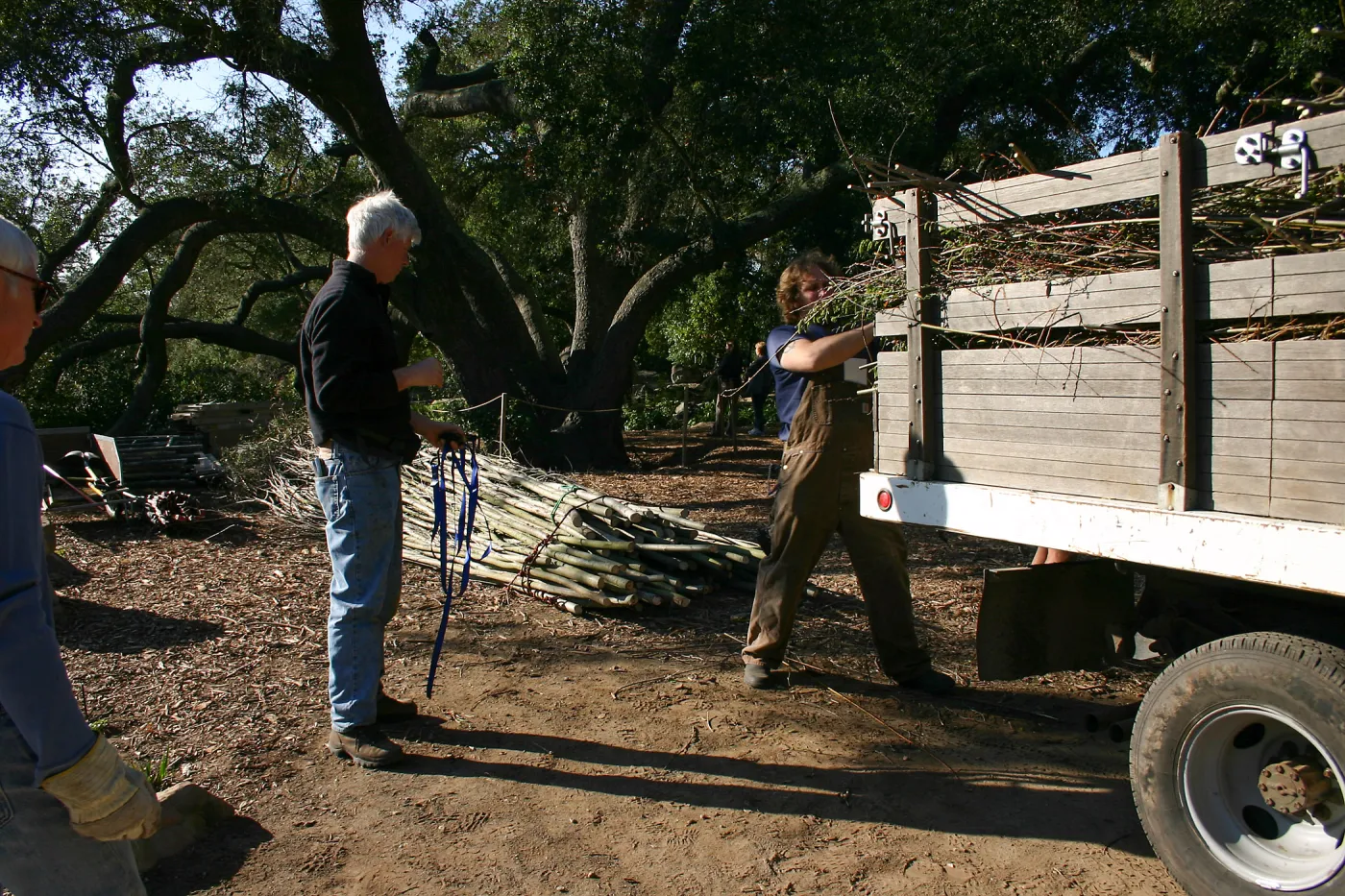 Toad Hall Construction, delivering saplings