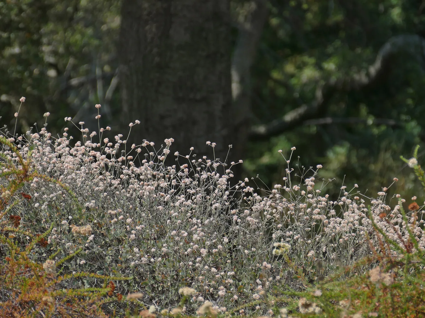 Eriogonum grande