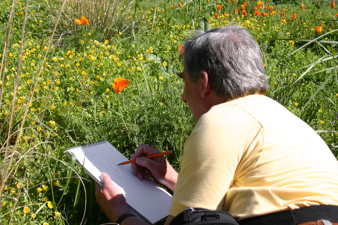 Patrick O'Hara sketching a poppy in the Meadow