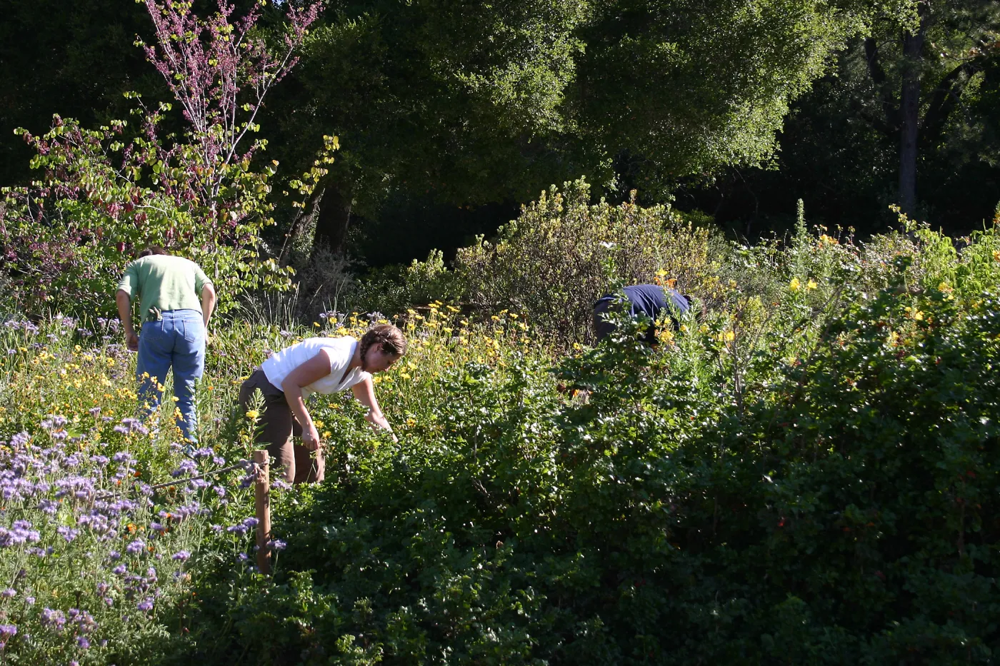 Weeding party in and around Meadow