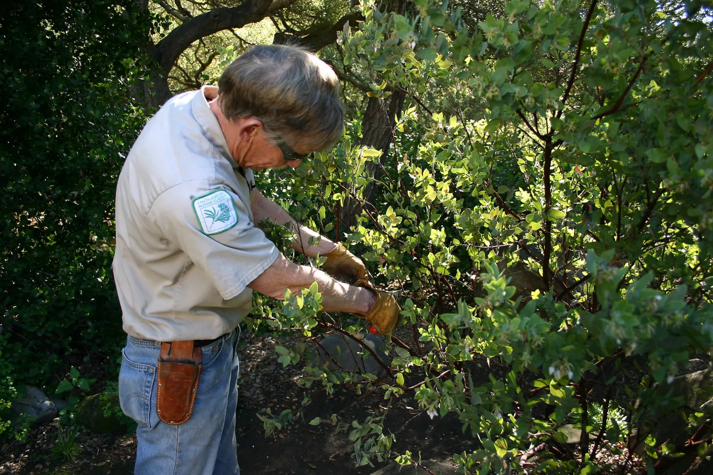 Jay Kendall pruning