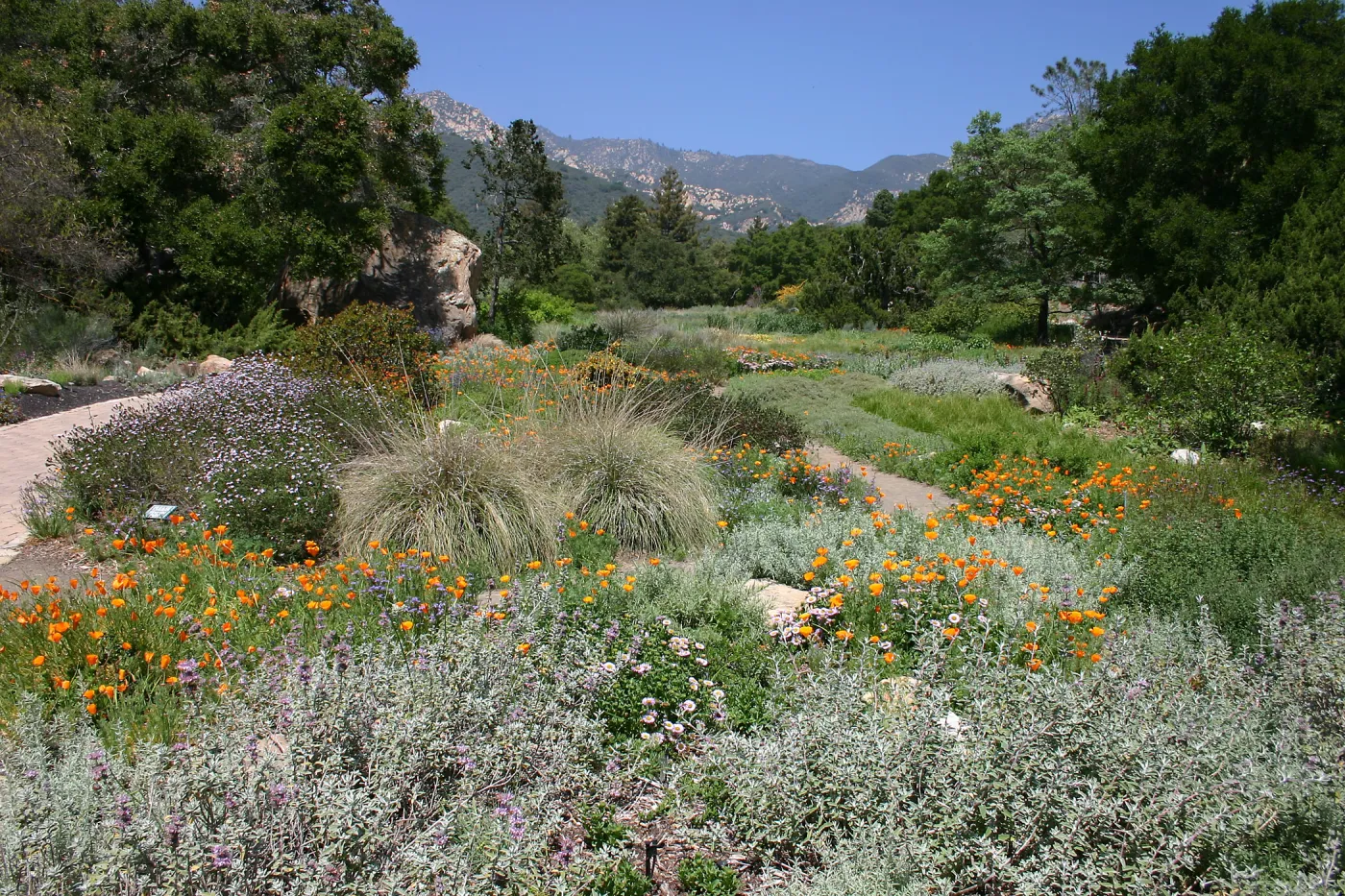 Groundcover Display and Meadow
