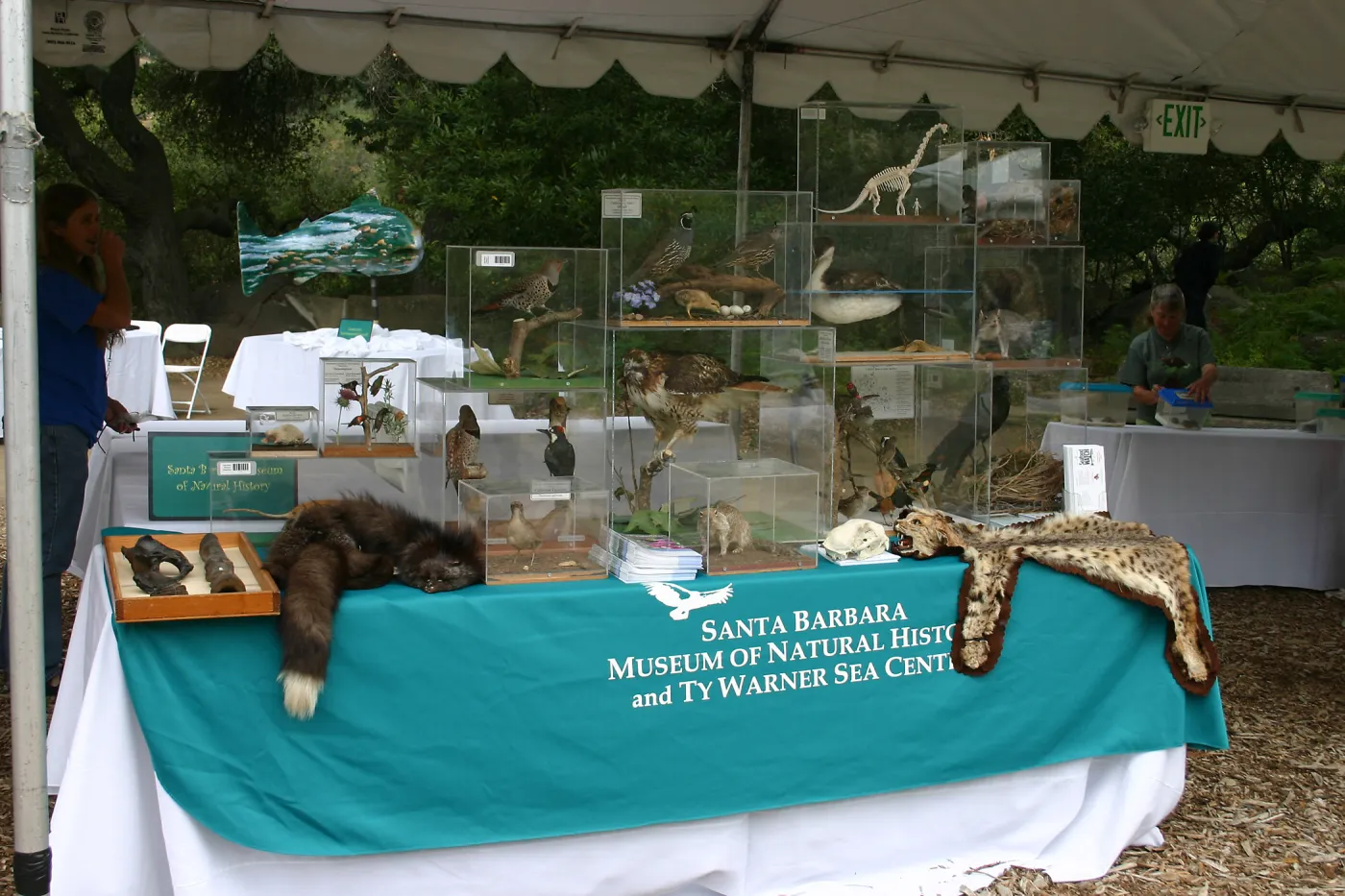 BioBlitz, Santa Barbara Museum of Natural History and Ty Warner Sea Center Station