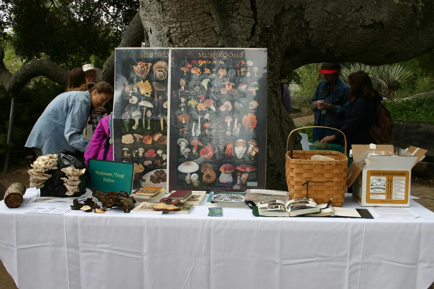BioBlitz, Mushroom/Fungi Station