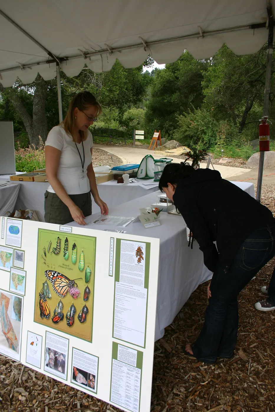 BioBlitz, Insect display