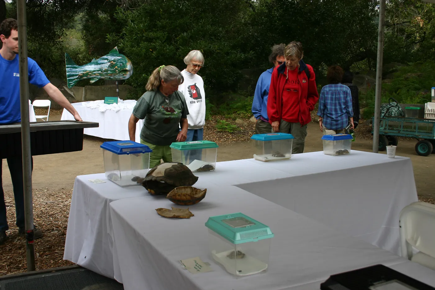 BioBlitz, Turtle Dreams display