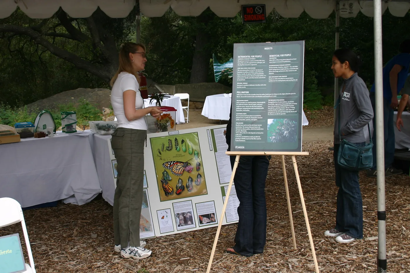 BioBlitz, Insects display